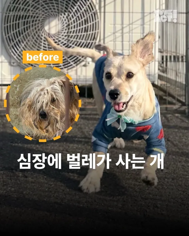 심장에 벌레가 사는 개 #위액트두쿠