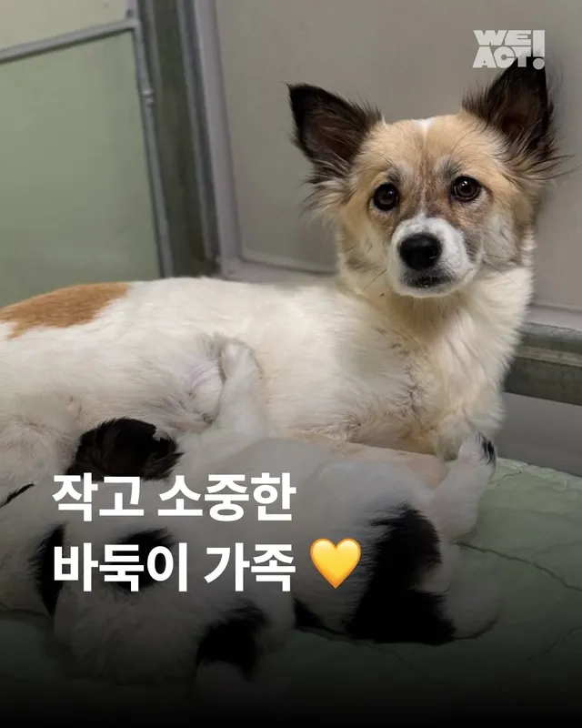 작고 소중한 바둑이 가족 #위액트고운 #위액트말랑 #위액트츄잉
