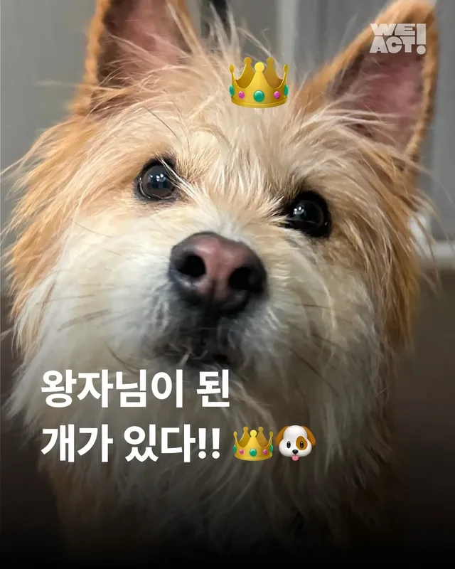 왕자님이 된 개가 있다!! #위액트보들