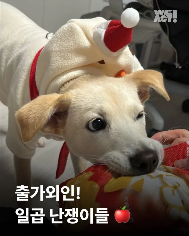 일곱 난쟁이들의 해피엔딩