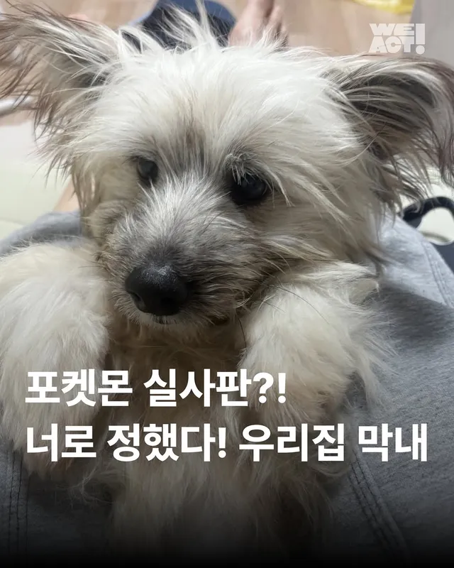 포켓몬 실사판!? 너로정했다! 우리집 막내! #위액트이브이