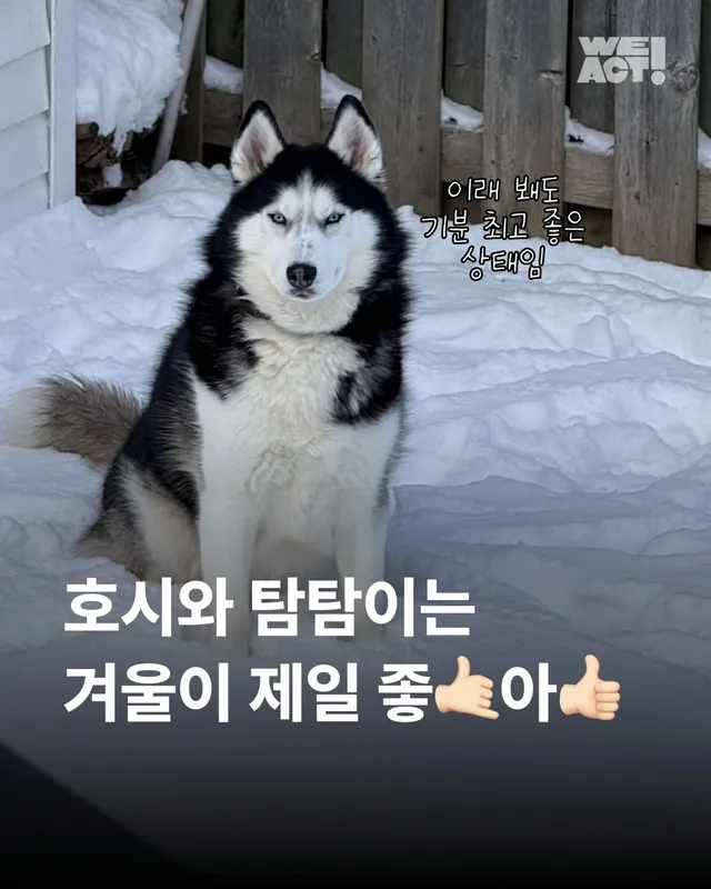 호시와 탐탐이는 겨울이 제일 좋아 #위액트호시 #위액트탐탐
