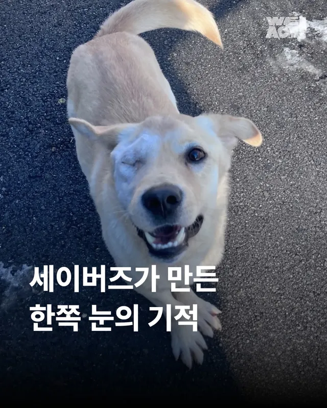 세이버즈가 만든 한쪽 눈의 기적 #위액트보보