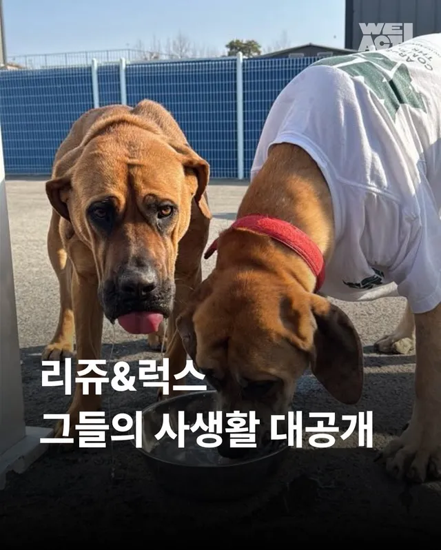 부산의 로켓단! 리쥬 & 럭스의 사생활!