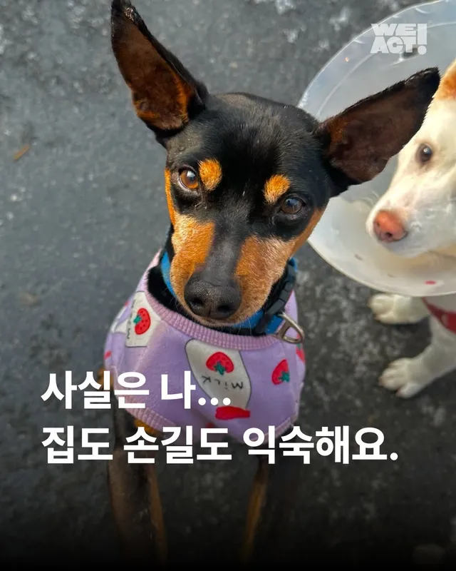 사실은 나… 집도 손길도 익숙해요. #위액트두쿠 #위액트순디