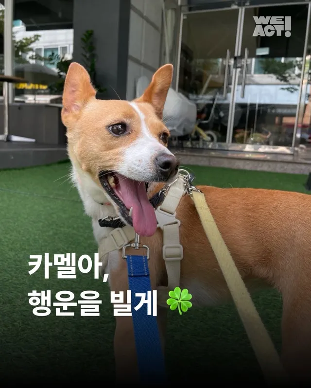 카멜아~ 행운을 빌게! #위액트카멜