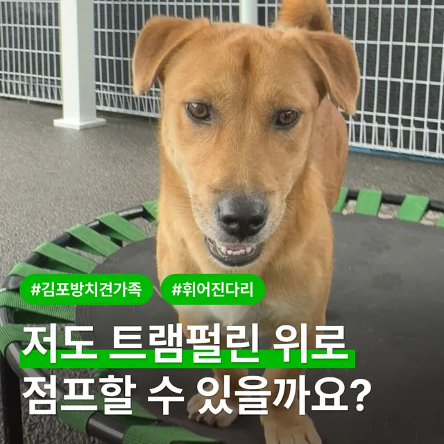 저도 트램펄린 위로 점프할 수 있을까요?