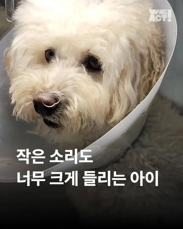 작은소리도 너무 크게들리는 아이 #위액트비타