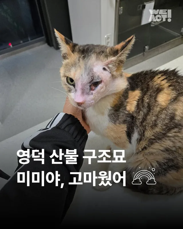 영덕의 기적, 미미가 소풍을 끝내고 별이 되었습니다. #위액트미미