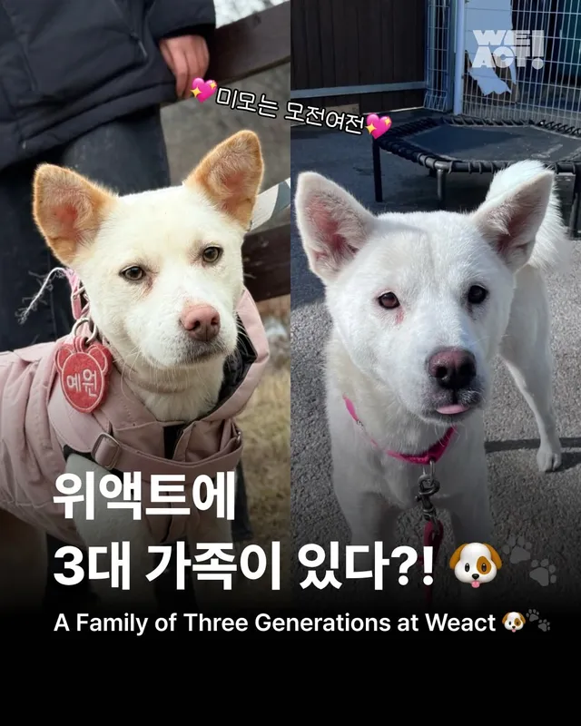 위액트에 3대 가족이 있다?!