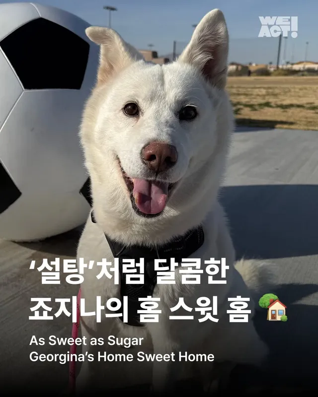 '설탕'처럼 달콤한 죠지나의 홈 스윗 홈