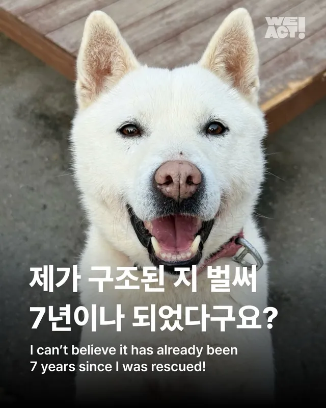 제가 구조된 지 벌써 7년이나 되었다구요? #위액트케이