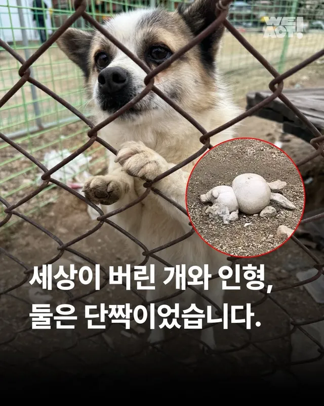 세상이 버린 개와 인형, 둘은 단짝이었습니다. #이름없는바둑이