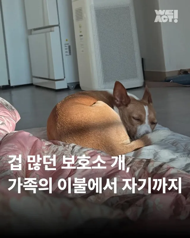 겁 많던 보호소 개, 가족의 이불에서 자기까지