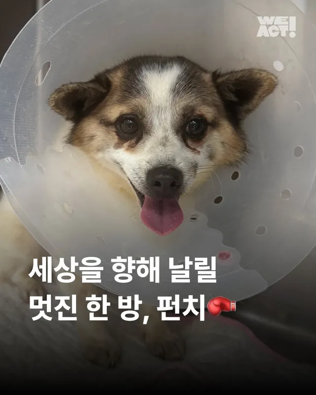 세상을 향해 날릴 멋진 한 방, 펀치!
