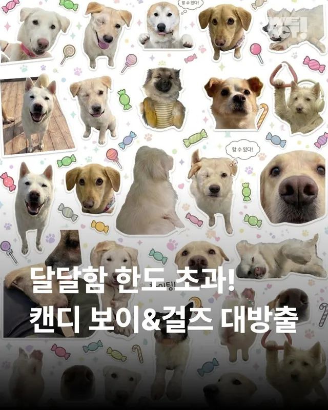 달달함 한도 초과! 캔디 보이&걸즈 대방출
