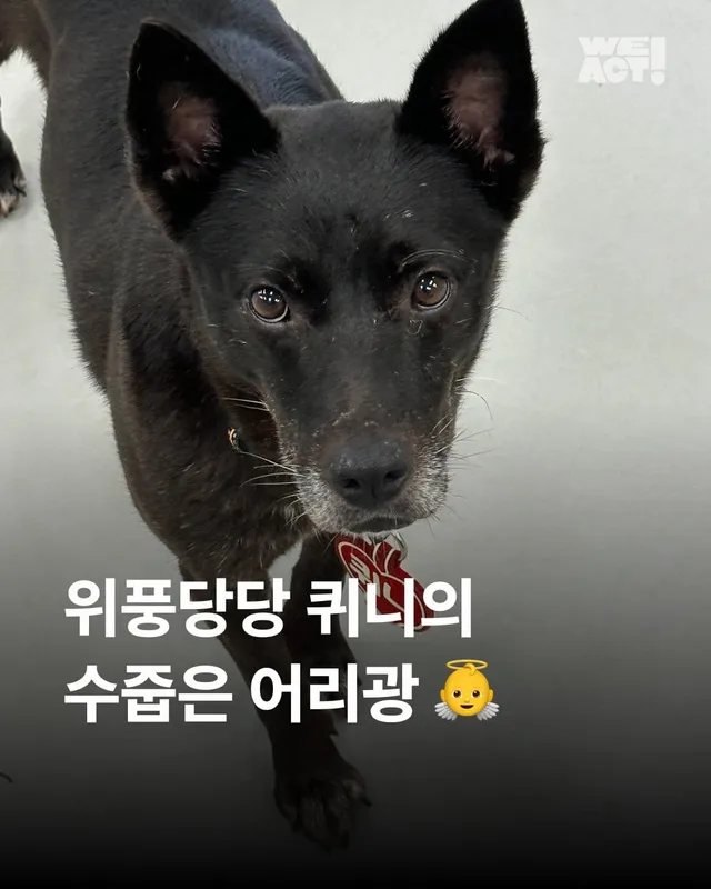 위풍당당 퀴니의 수줍은 어리광 #위액트퀴니
