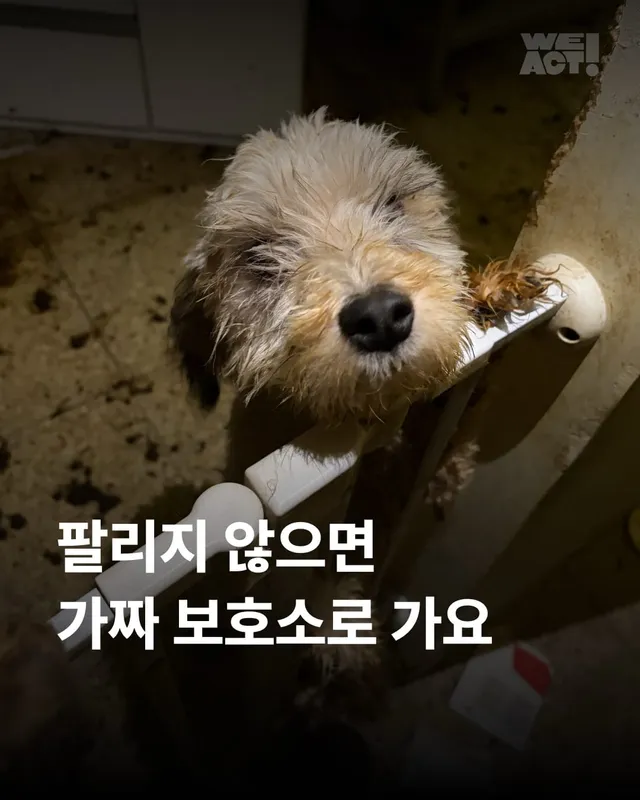 팔리지 않으면 가짜 보호소로 가요 #평택펫숍방치견