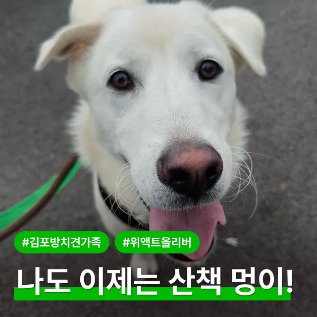나도 이제는 산책멍이!