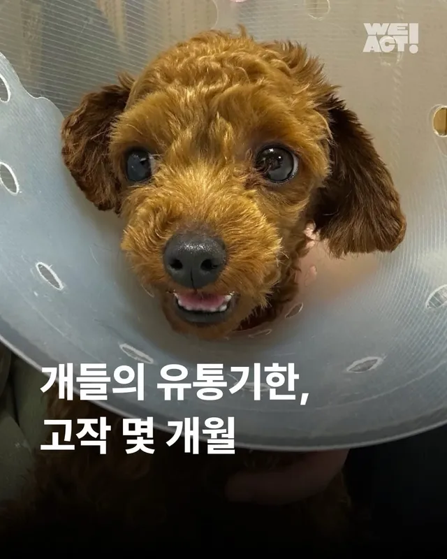 개들의 유통기한, 고작 몇개월 #위액트소원 #위액트영원