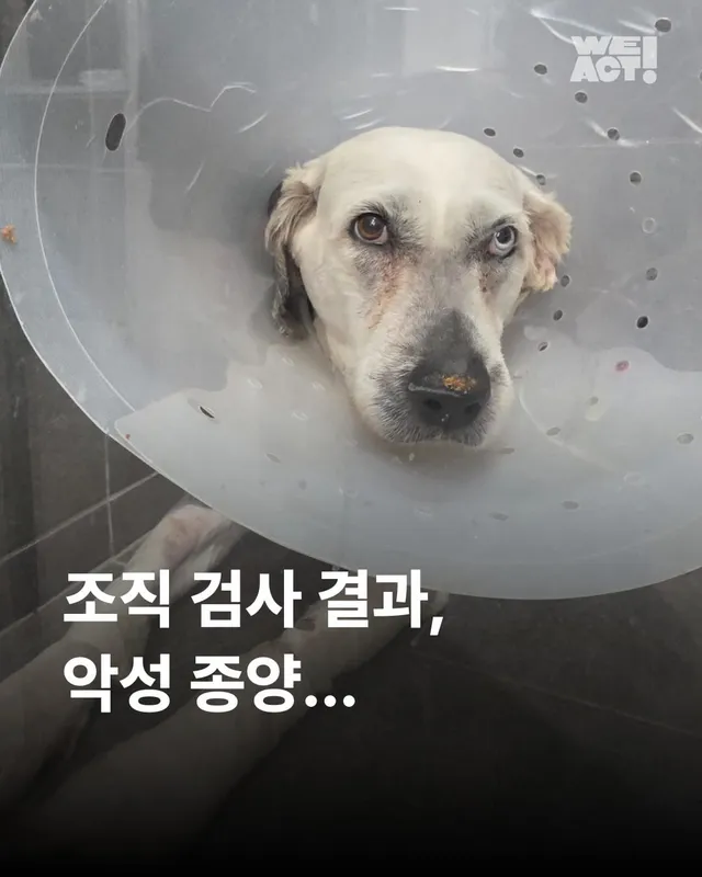 조직 검사 결과, 악성 종양... #위액트마린