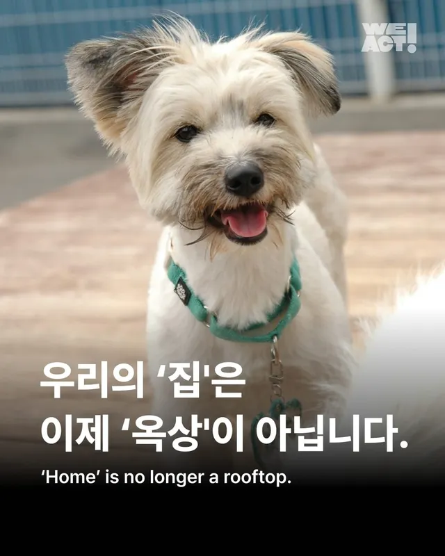 우리의 '집'은, 이제 '옥상'이 아닙니다. #대전옥상방치견
