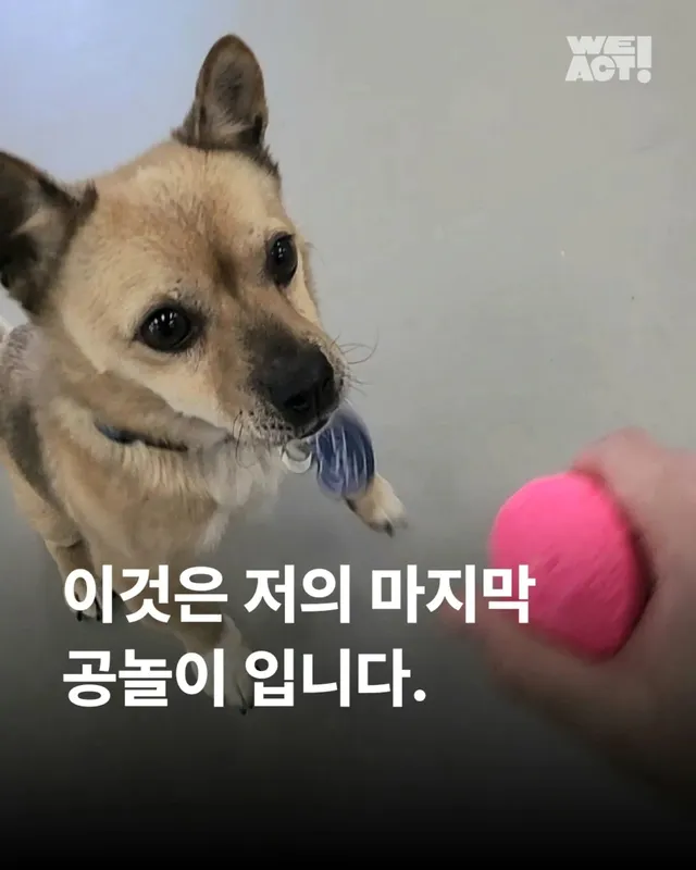 이것은 저의 마지막 공놀이입니다 #위액트순디