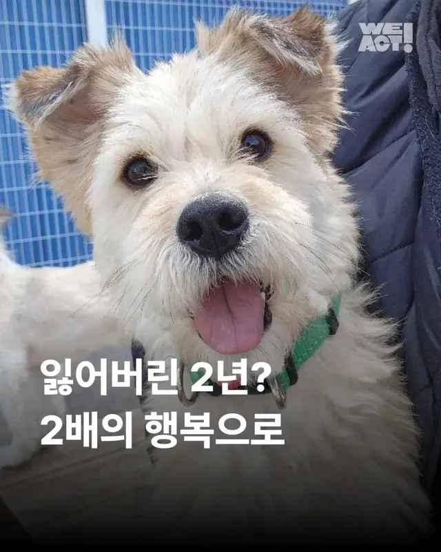 잃어버린 2년? 2배의 행복 #위액트두쿠