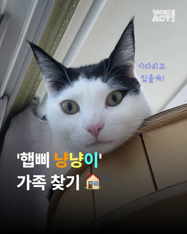 햅삐 냥이 가족찾기