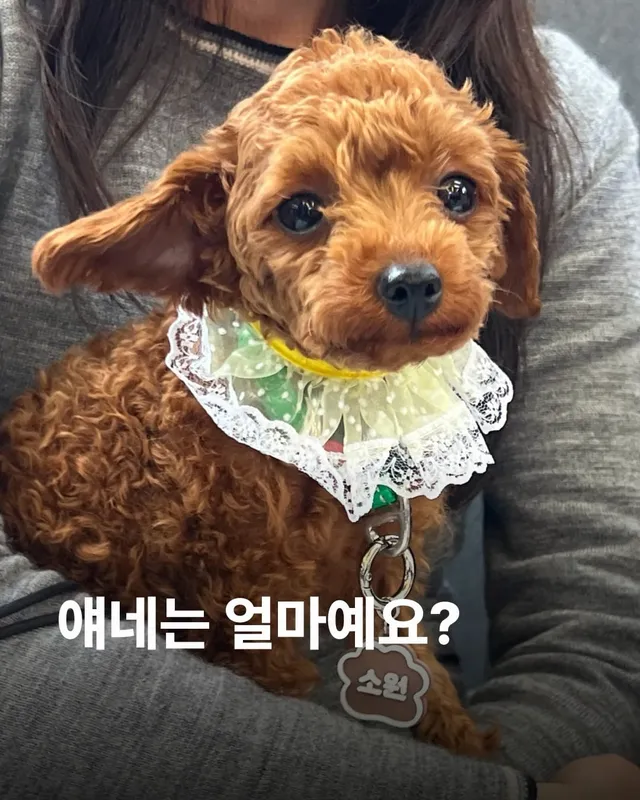 얘네는 얼마예요?