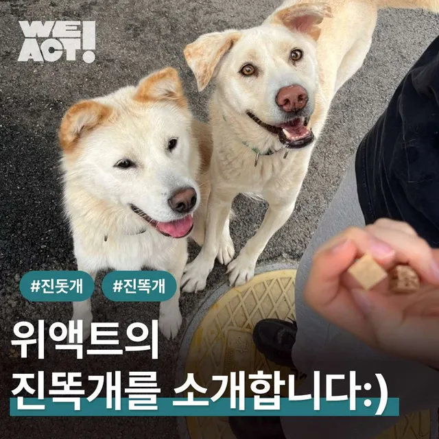 위액트의 진똑개를 소개합니다!