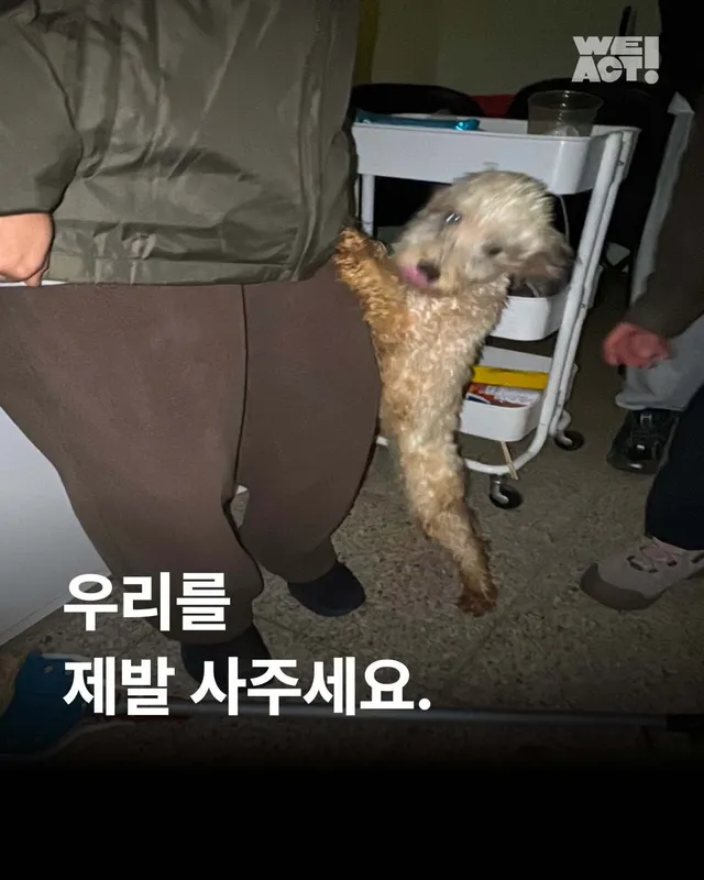 우리를 제발 사주세요. #평택펫숍방치견