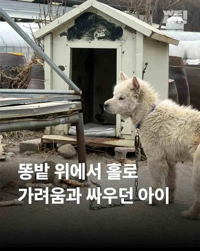 똥밭 위에서 홀로 가려움과 싸우던 아이
