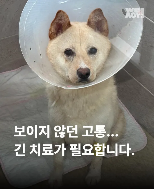 보이지 않던 고통