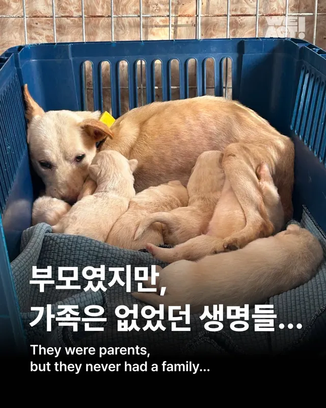 부모였지만 가족은 없었던 생명들