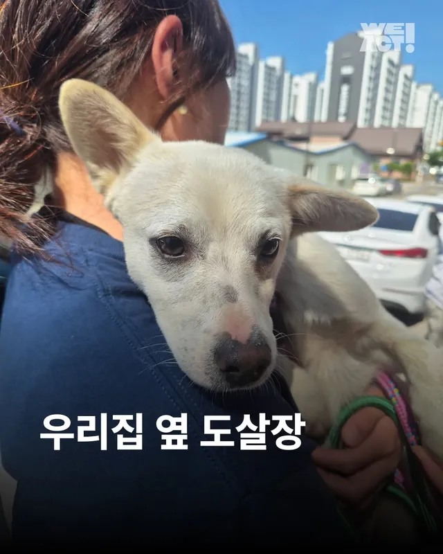 우리집 옆 도살장