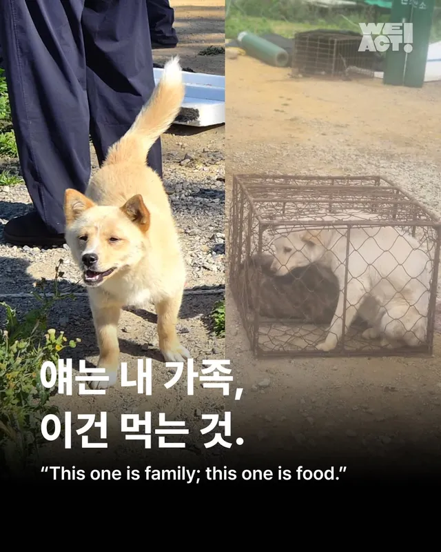 얘는 내 가족, 이건 먹는 것