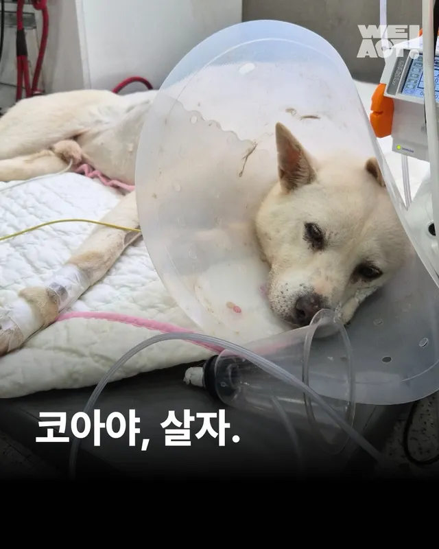 코아야 살자