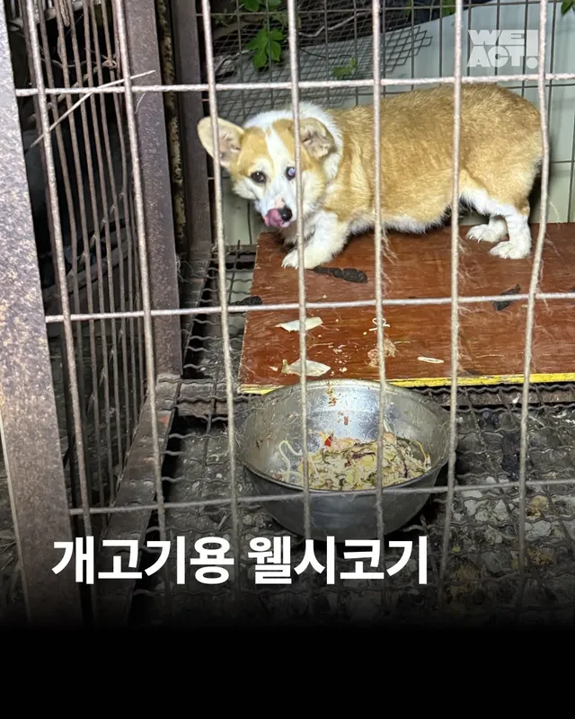 개고기용 웰시코기