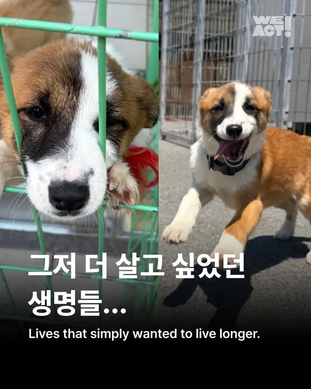 그저 더 살고싶었던 생명들
