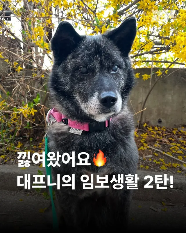 대프니 임보생활2탄