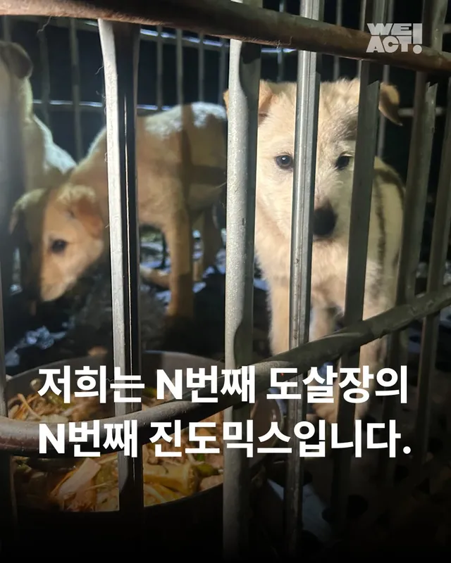 저희는 N번째 도살장의 N번째 진도믹스입니다