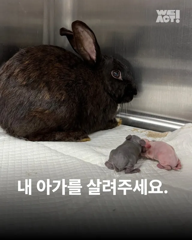 내 아가를 살려주세요