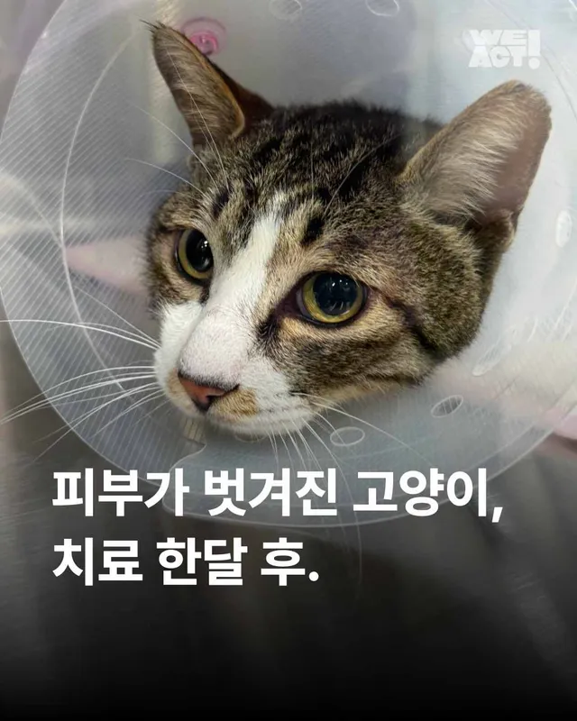피부가 벗겨진 고양이, 치료 한달 후.