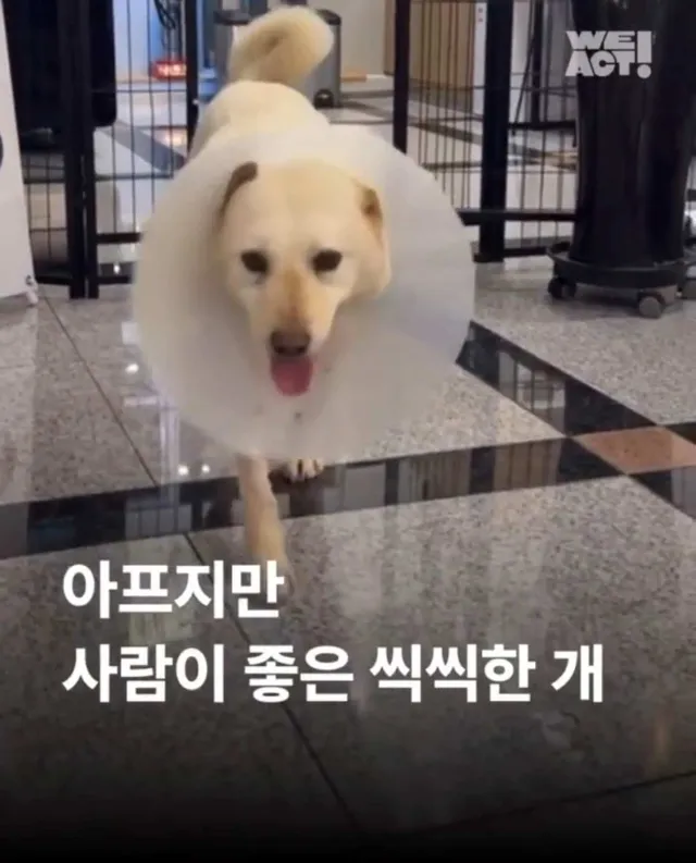 아프지만 사람이 좋은 씩씩한 개