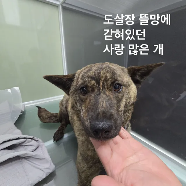 도살장 뜰만에 갇혀있던 사랑 많은 개