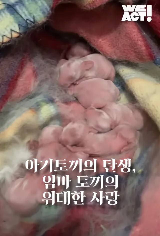 아기 토끼의 탄생, 엄마 토끼의 위대한 사랑