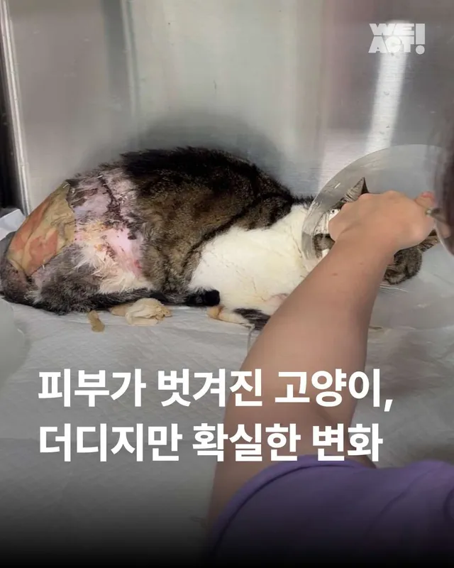 피부가 벗겨진 고양이, 더디지만 확실한 변화