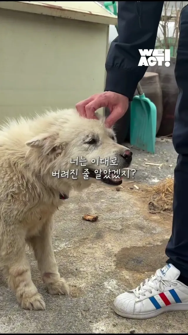 시골 멍멍이 팔자 고친 썰