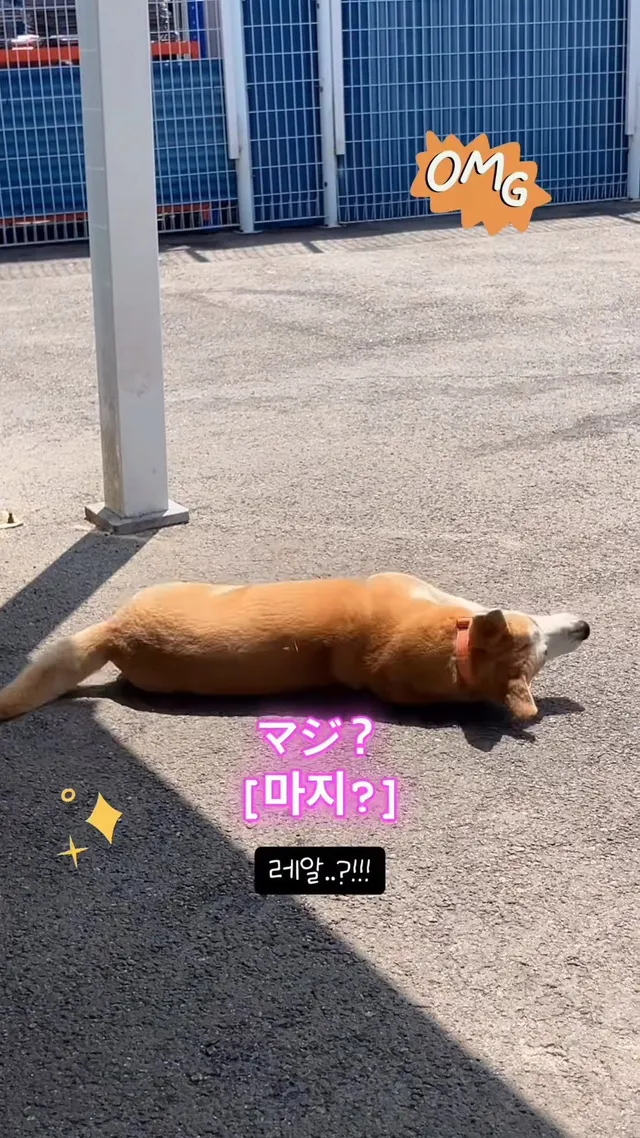 진도 얏호